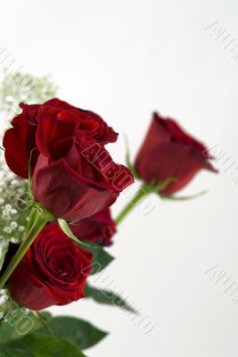 Beautiful Red Rose