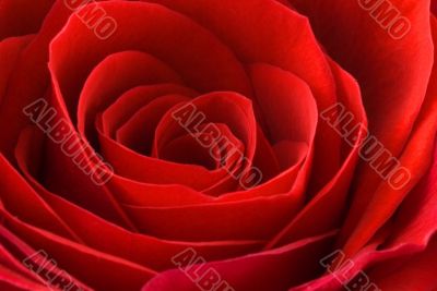Beautiful Red Rose