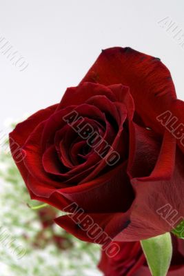 Beautiful Red Rose
