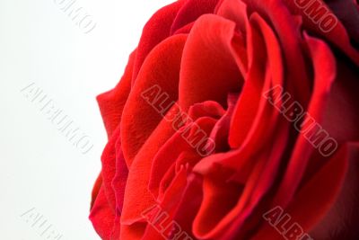 Beautiful Red Rose