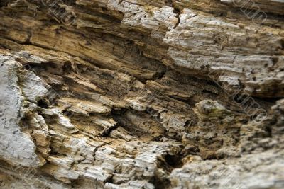 Beautiful Wood Texture