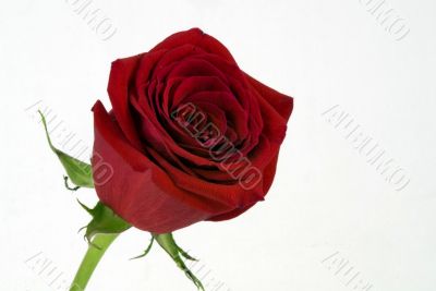 Beautiful Red Rose