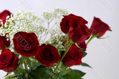 Beautiful Red Rose