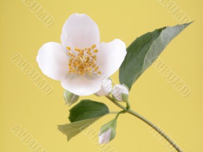 jasmine