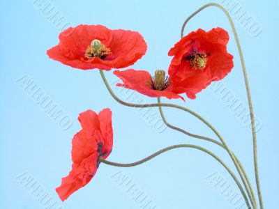 arrangement of red poppies