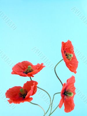 arrangement of red poppies