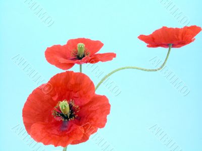 arrangement of red poppies