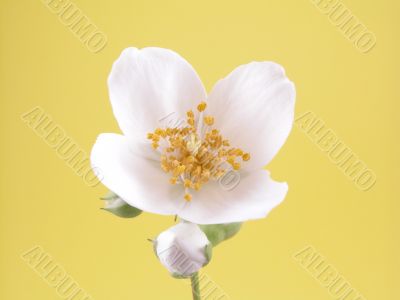 jasmine