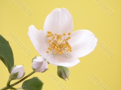 jasmine
