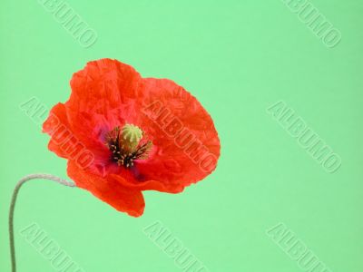 red on green