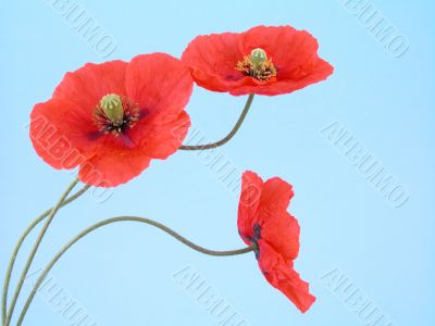 arrangement of red poppies
