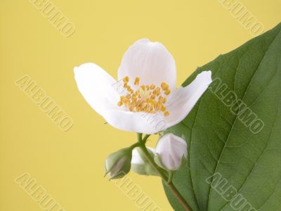 jasmine