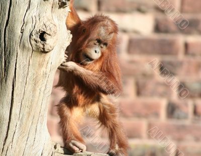 Baby orang