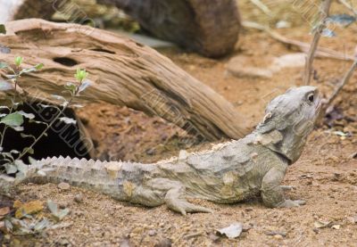 Tuatara