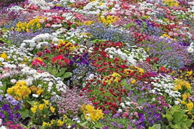 Spring flowers
