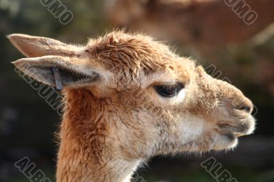 Guanaco