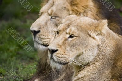 Lioness