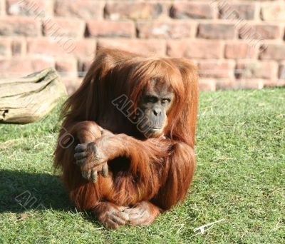 Orang utan