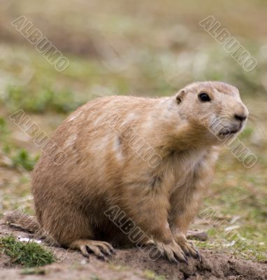 Prairie dog