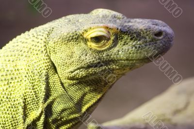 Dragon portrait