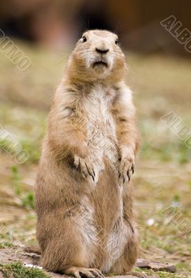 Prairie dog