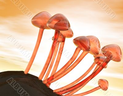 Fungi