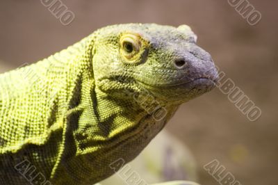 Kimodo