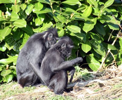 Macaque