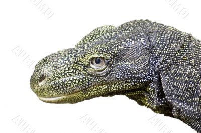 Crocodile monitor