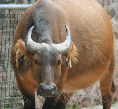 Buffalo