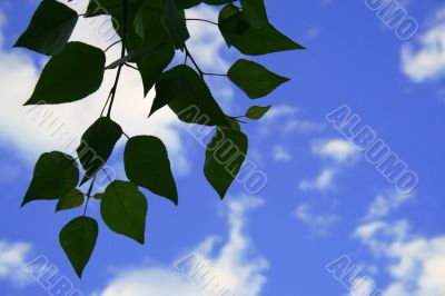 leaves in the sky