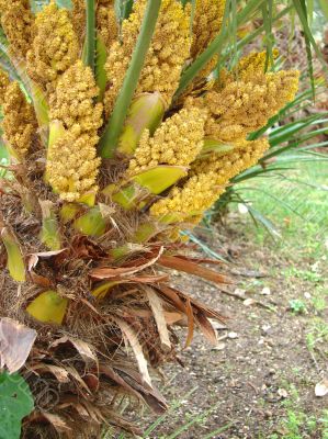 Blossoming palm tree