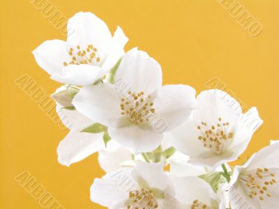 jasmine