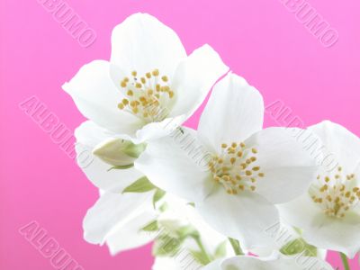 jasmine