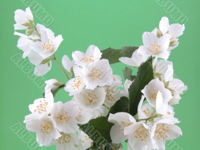 jasmine