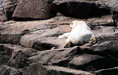 polar bear is sleeping