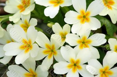 flowers background