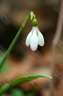 white snowdrop flower