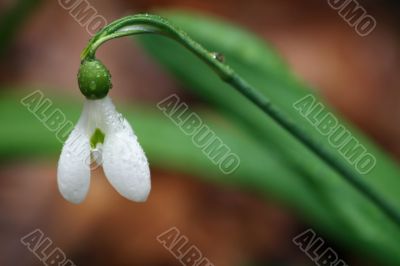 white snowdrop flower