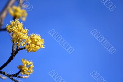 Spring flowers on a background of the sky