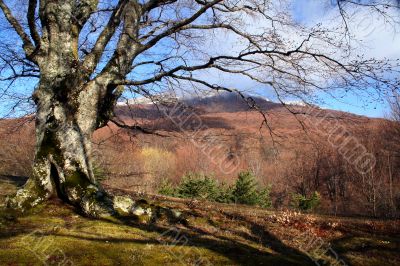 Spring mountains landscape