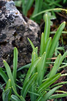 Grass and stone