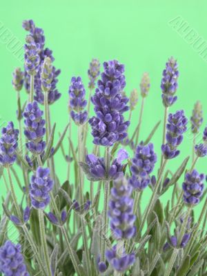lavender