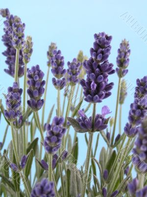 lavender