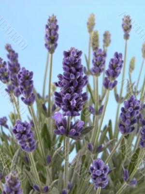 lavender
