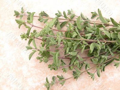 marjoram