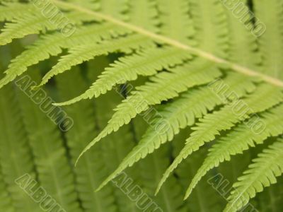 fern details