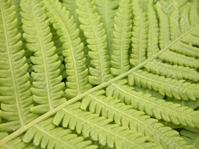fern background