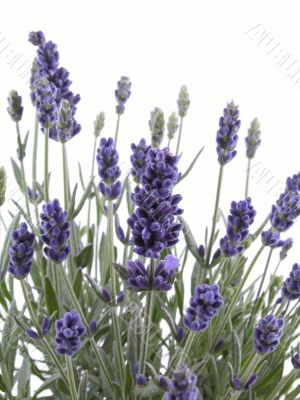 lavender