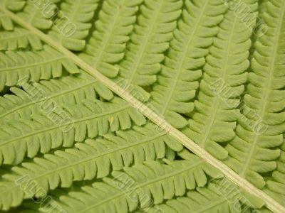 fern background